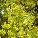 Acer platanoides fleur